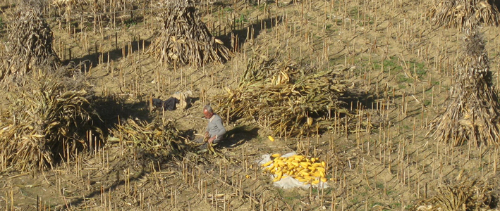 berat albania agriculture