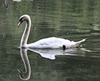 swans driloni pogradec